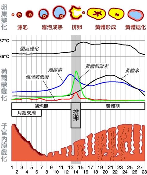 人類會發情嗎|發情期